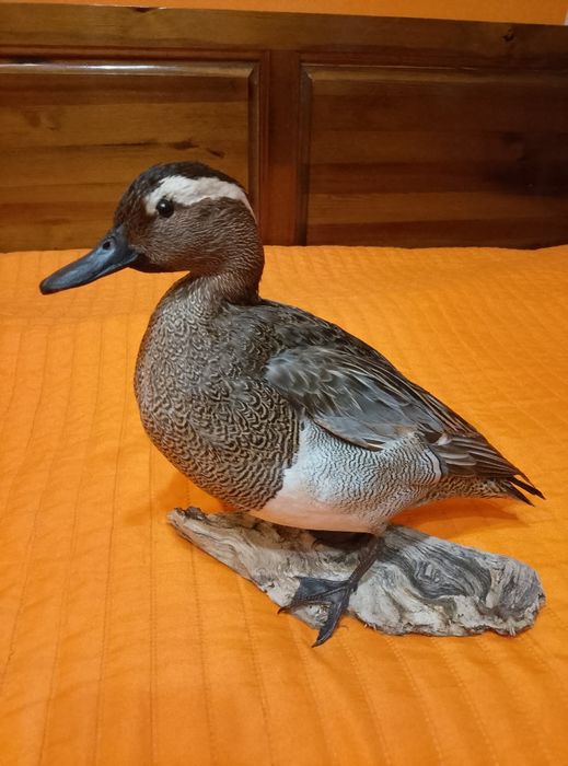 Препарирано лятно бърне