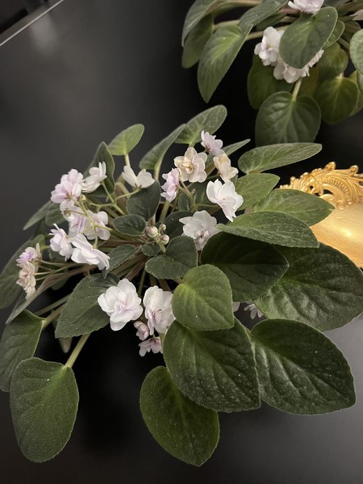 Фиалка- белая, сиреневая цветы комнатные