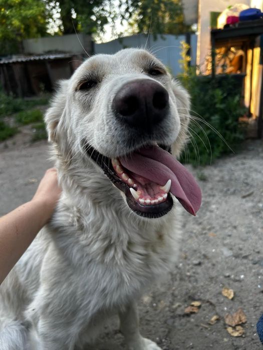 Отдам в хорошие руки