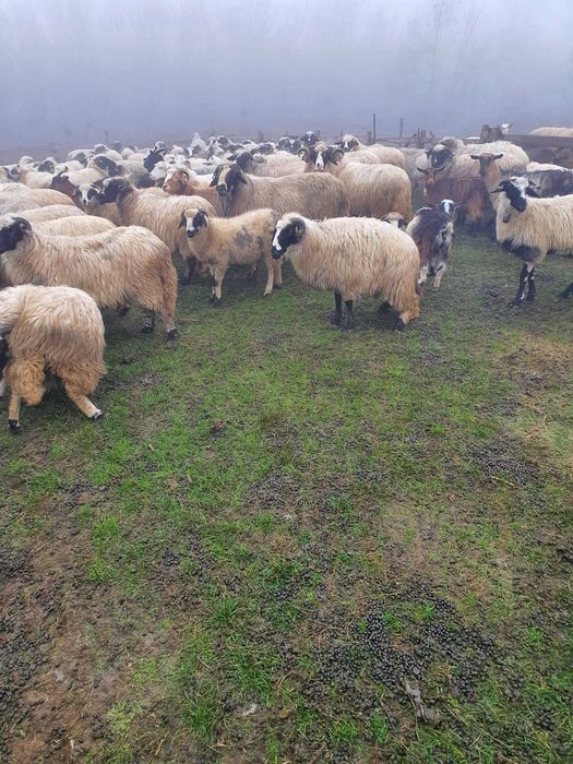 Oi breze, tinere,  de vânzare