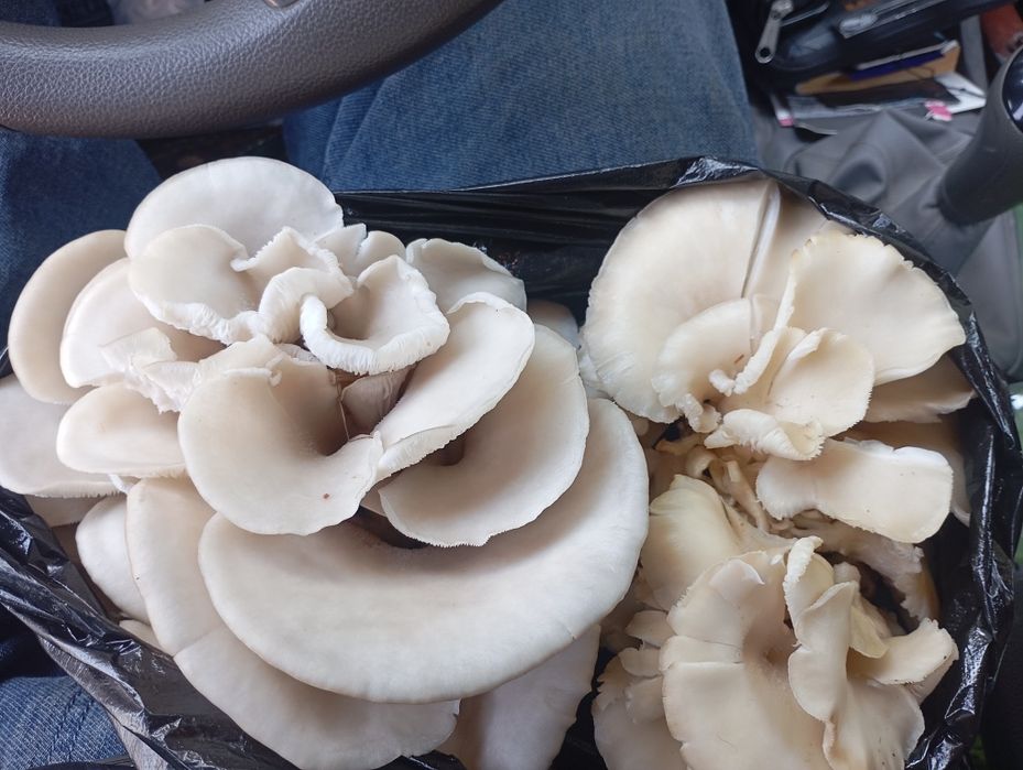 Qo'ziqorin. Veshenka