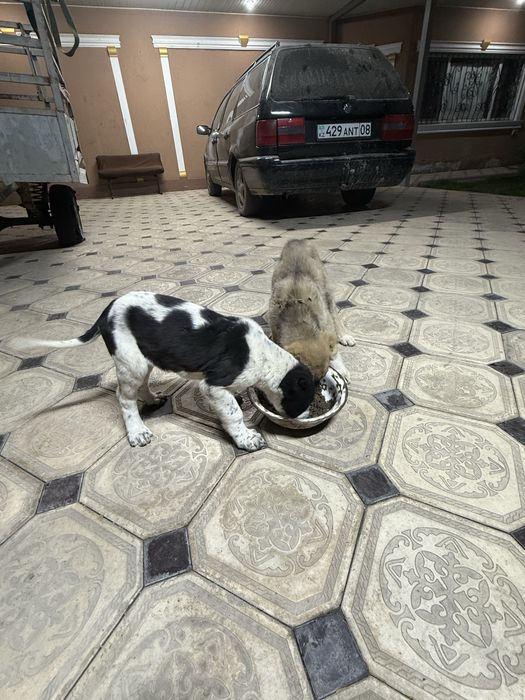 Продам щенков Туркменского Алабая