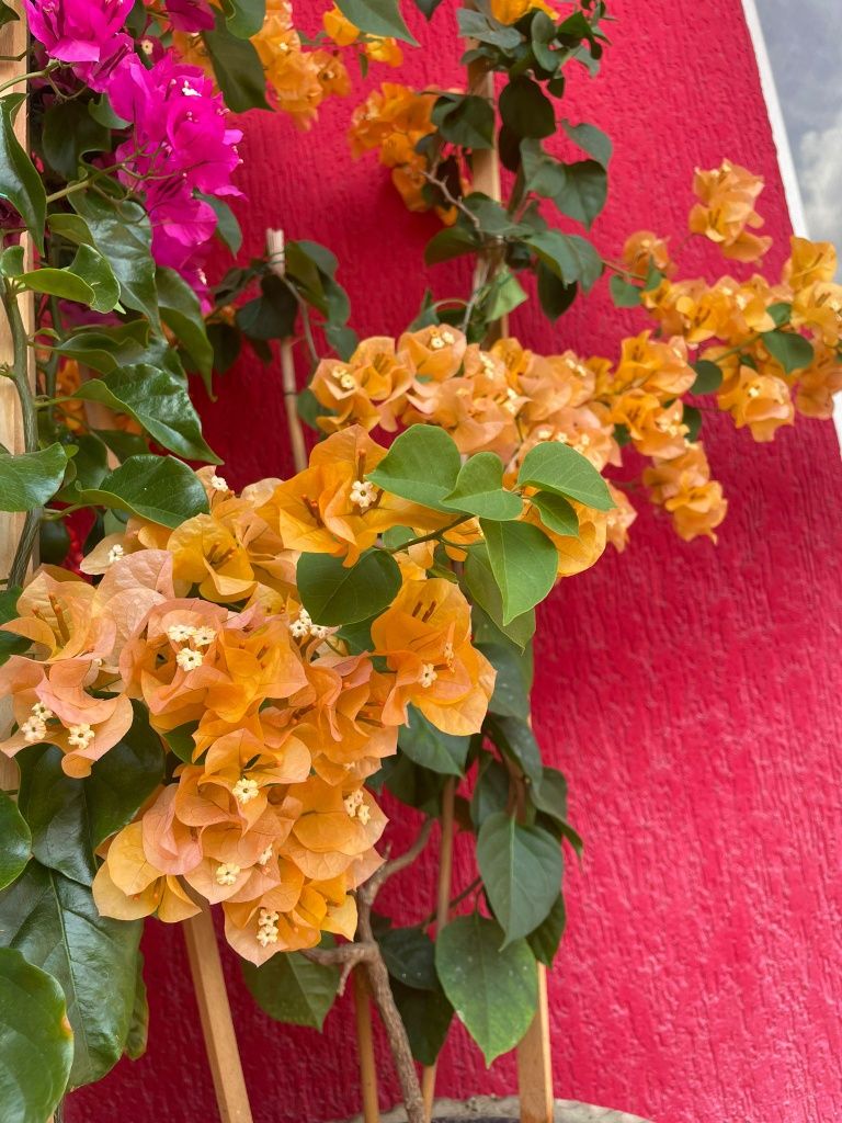 Vând bougainvillea / floare de hartie