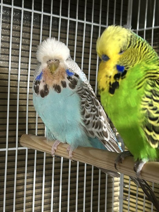 Perusi standard perechi adulti / pui / tineret papagali