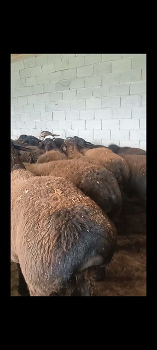 Qochqor qoylar exson va boqish uchun soyish xizmatizmatixam bo       r