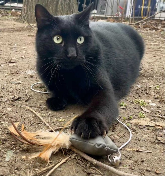 Cici, pisicuta sterilizata pentru adoptie