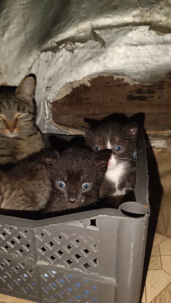 Отдам котят бесплатно