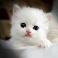 британские котята белые рыжие