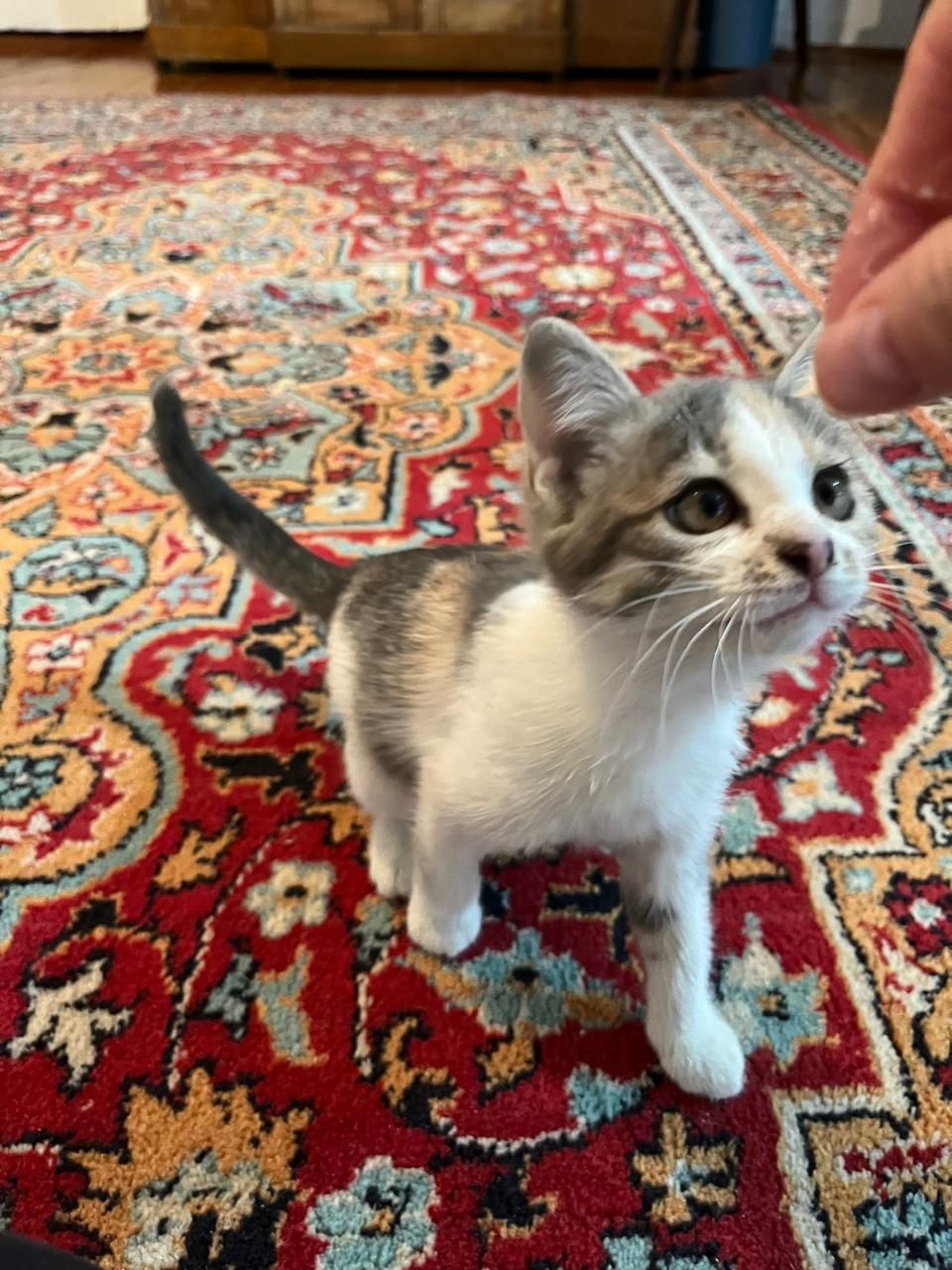 Котята бесплатно