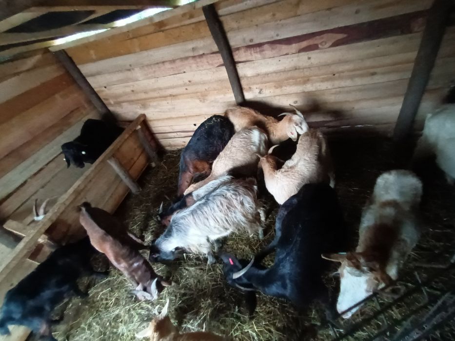 Vând  sau schimb 12 capre și 2 țapi anglodanubian