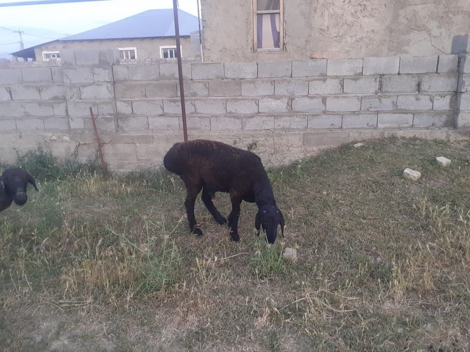 62 мың, семіз қошқар 1 жасар қошқар сатылады