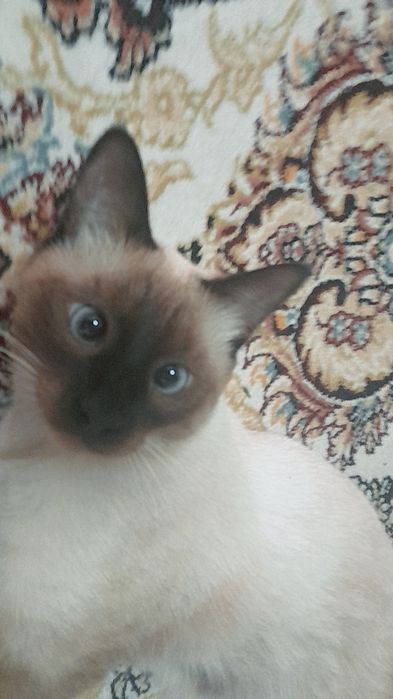 Продаётся сиамская кошка приученный к лотку отдам в хороший руки