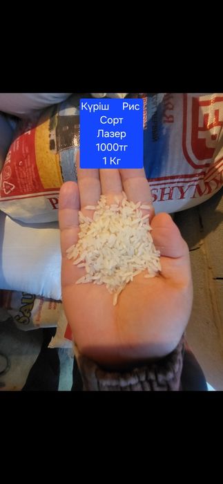 Рис СОРТ ЛАЗЕР есть доставка