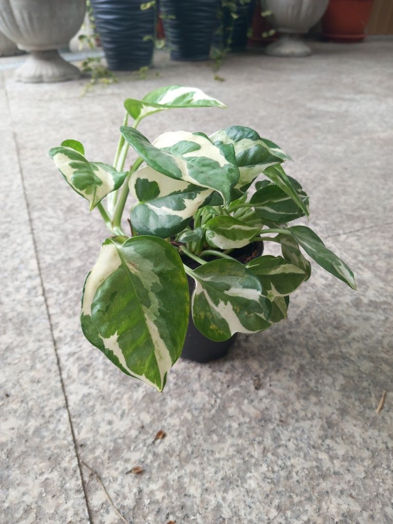 Pothos (Scindapsus) N'Joy - planta de apartament