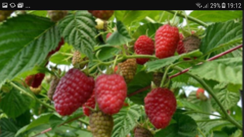 Nuci Chandler Prun galben.Alun.Ciresi.Mar.Prun.Migdal. Aronia.Soc.Tei.