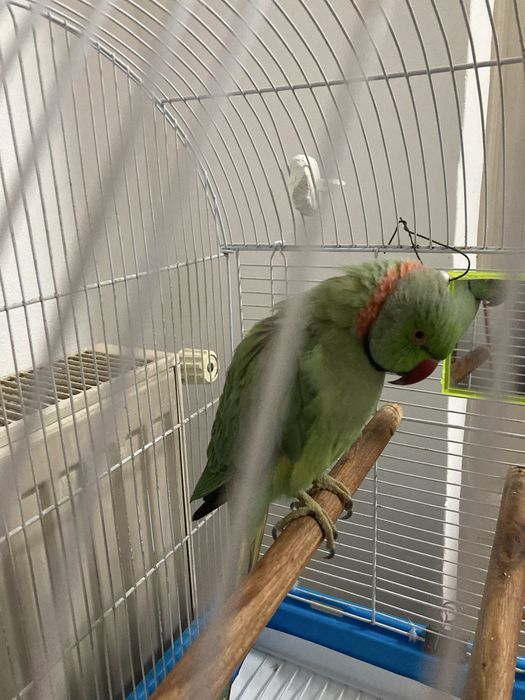 Papagal Micul Alexandru