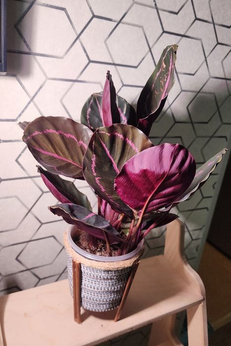 Калатея Розеопикта Дотти