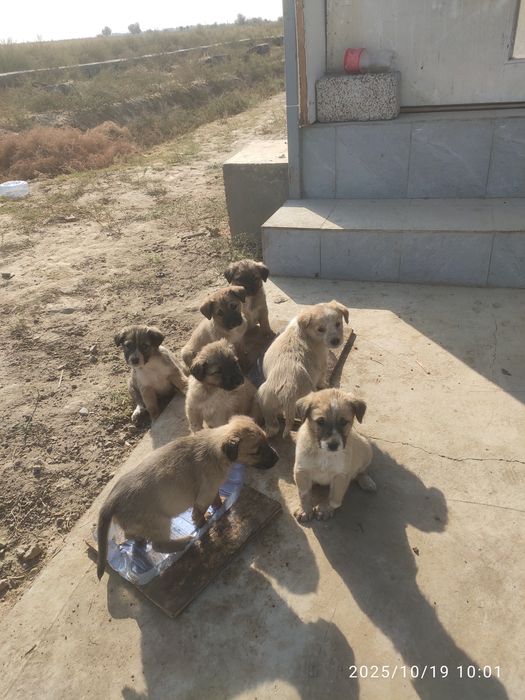 Отдам щенков в добрые руки