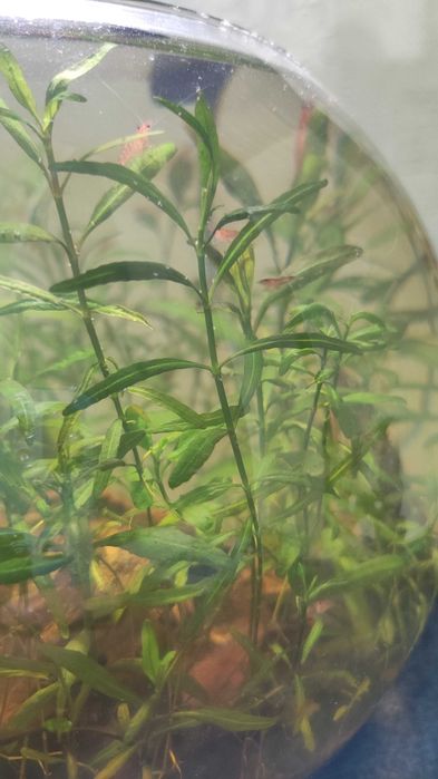 Аквариум с криветками, с растениями