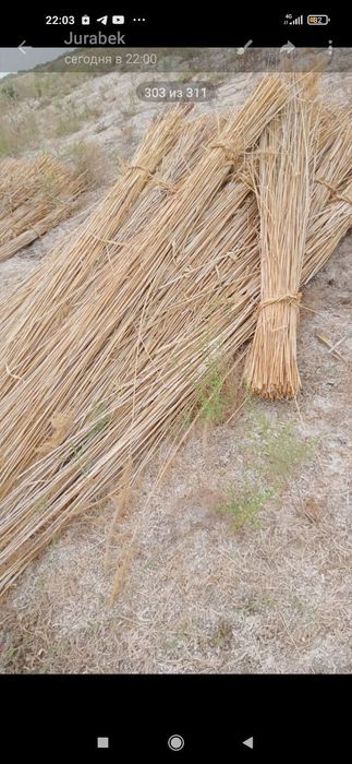 Камиш Екан сотилади доставка бор