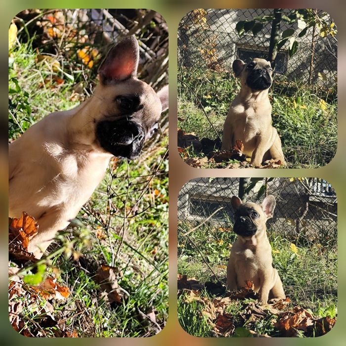 Френски болдог-Момче