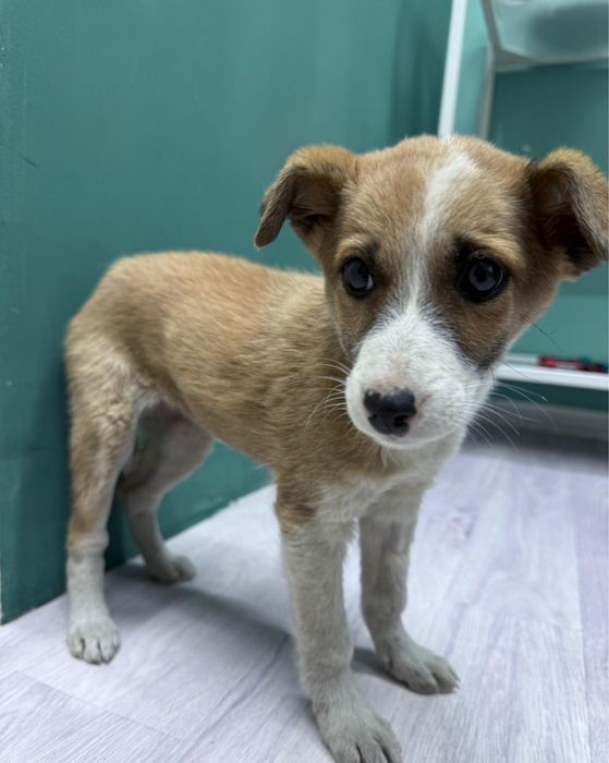 г.Алматы отдают щенка , в теплые условия , не на цепь ,