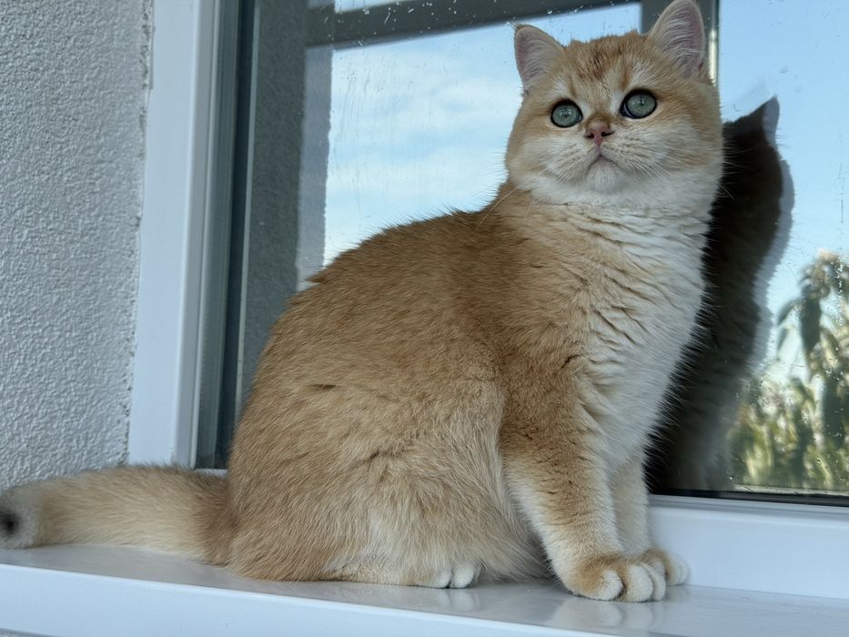 British shorthair golden