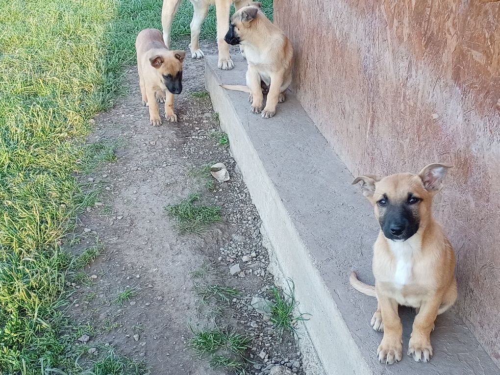 Donez 4 cățelușe Malinois 

Vârstă 3 luni

Părinți. Mamă _Malinois
Tat
