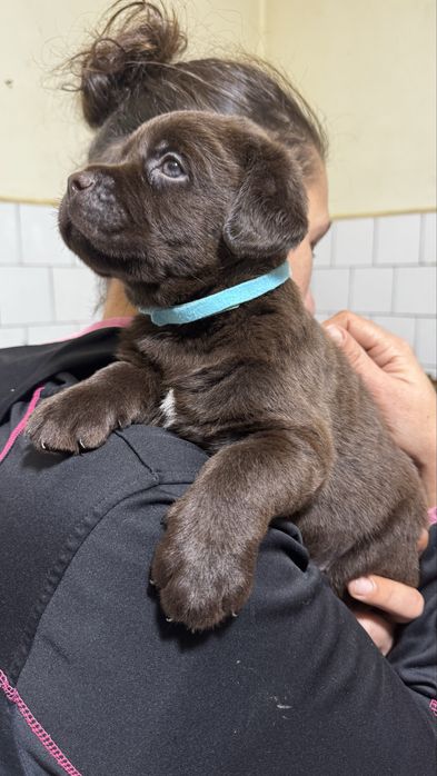 Pui Labrador Retriever