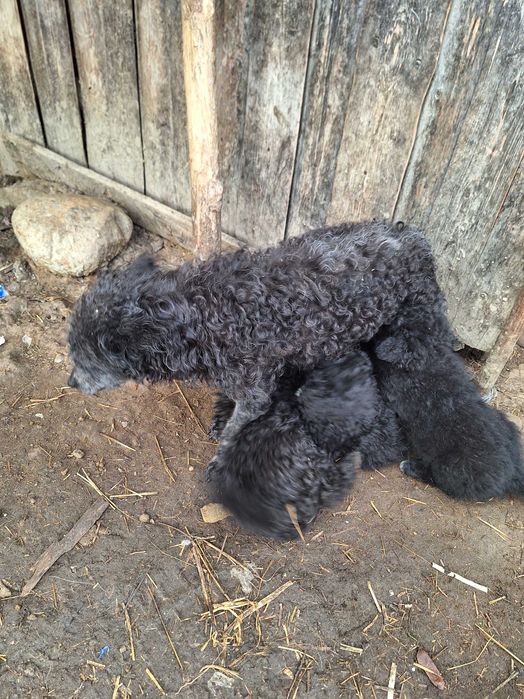 Catei mudi de 8 saptamani, vaccinati