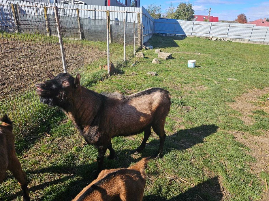 Vand tap alpin francez