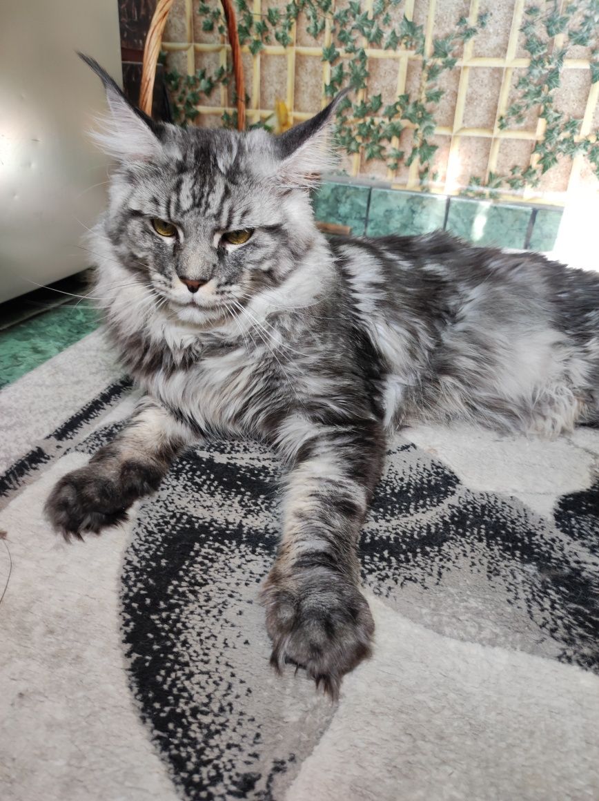 Мейн Куун котенца