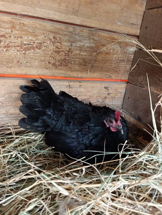 Курки японлар сотилади