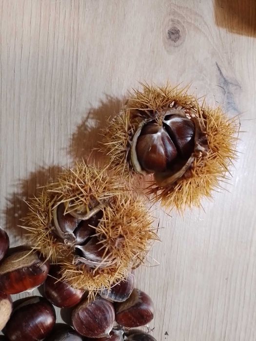Castane de Maramures din varful dealului !!!