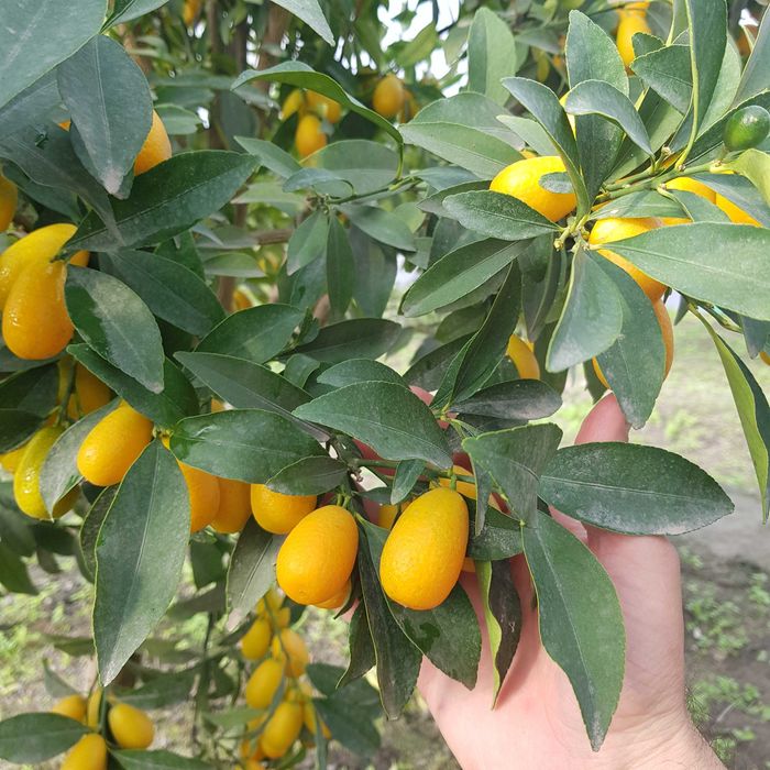 Кумкват кучатлари сотилади