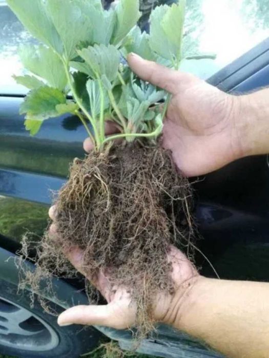 Подавам ягоди и малини.