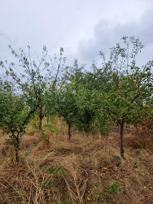 Vand casă batraneasca cu teren