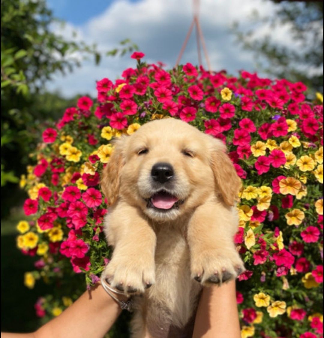 Pui Golden Retriever Roșu  Mascul, 8 săptămâni, vaccinat și deparazit