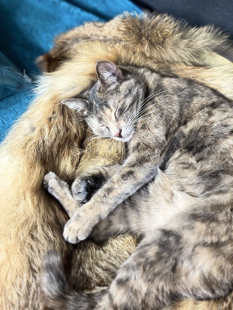 Котенку нужен дом