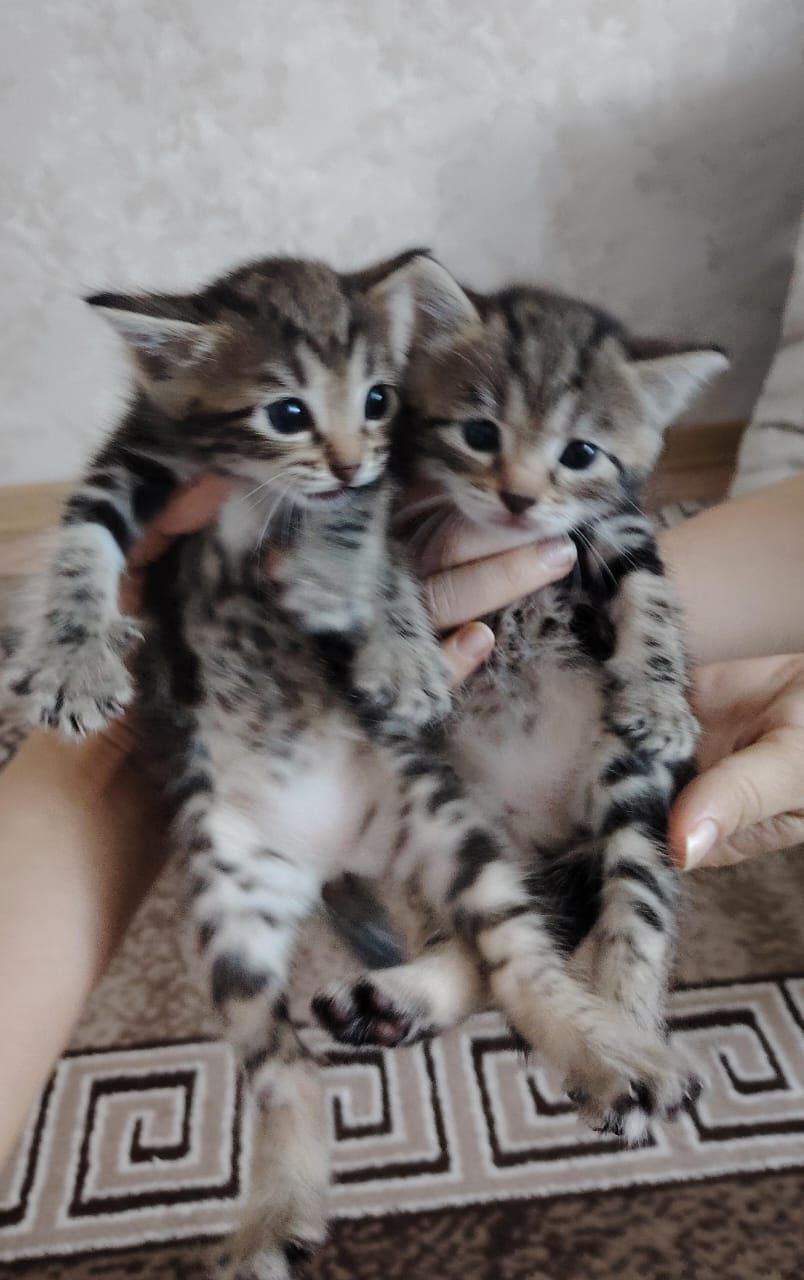 Одам бесплатно котят