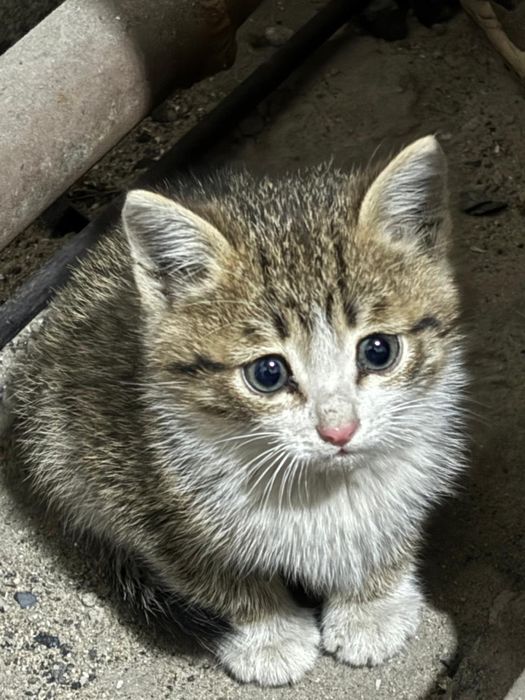 Отдам котят в добрые руки