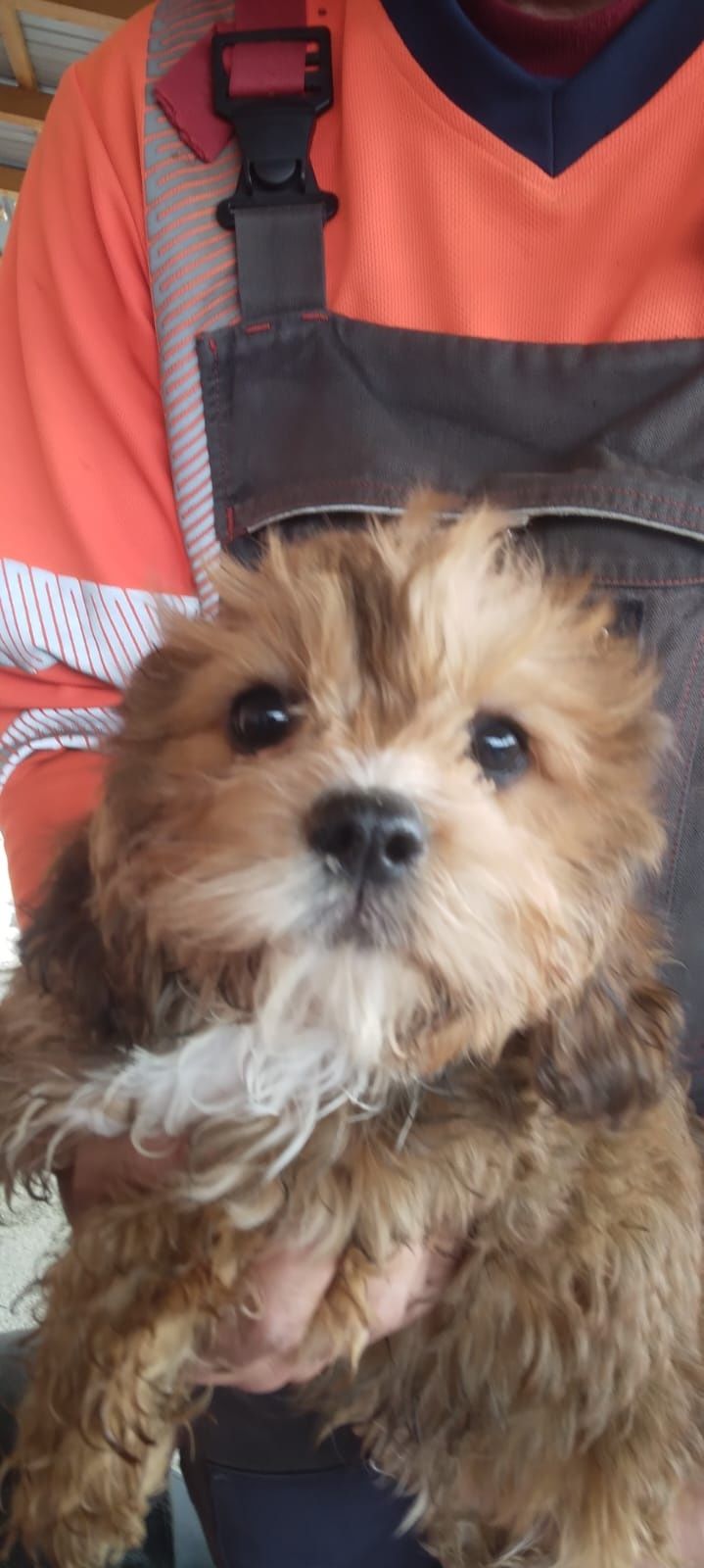 Fetita cavapoo devinzare