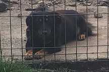 Donez o cățelușă adorabilă, salvată de pe stradă