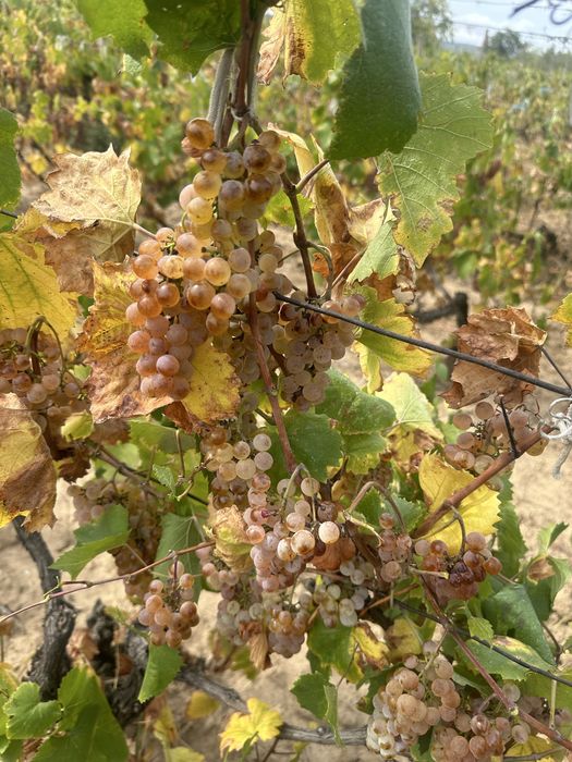 Struguri pentru vin vita nobila!!