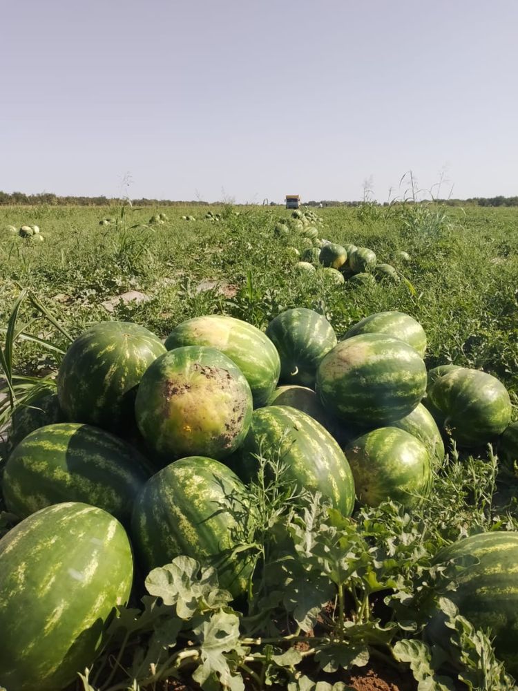Арбуз свежий полядан бағасы келісімді