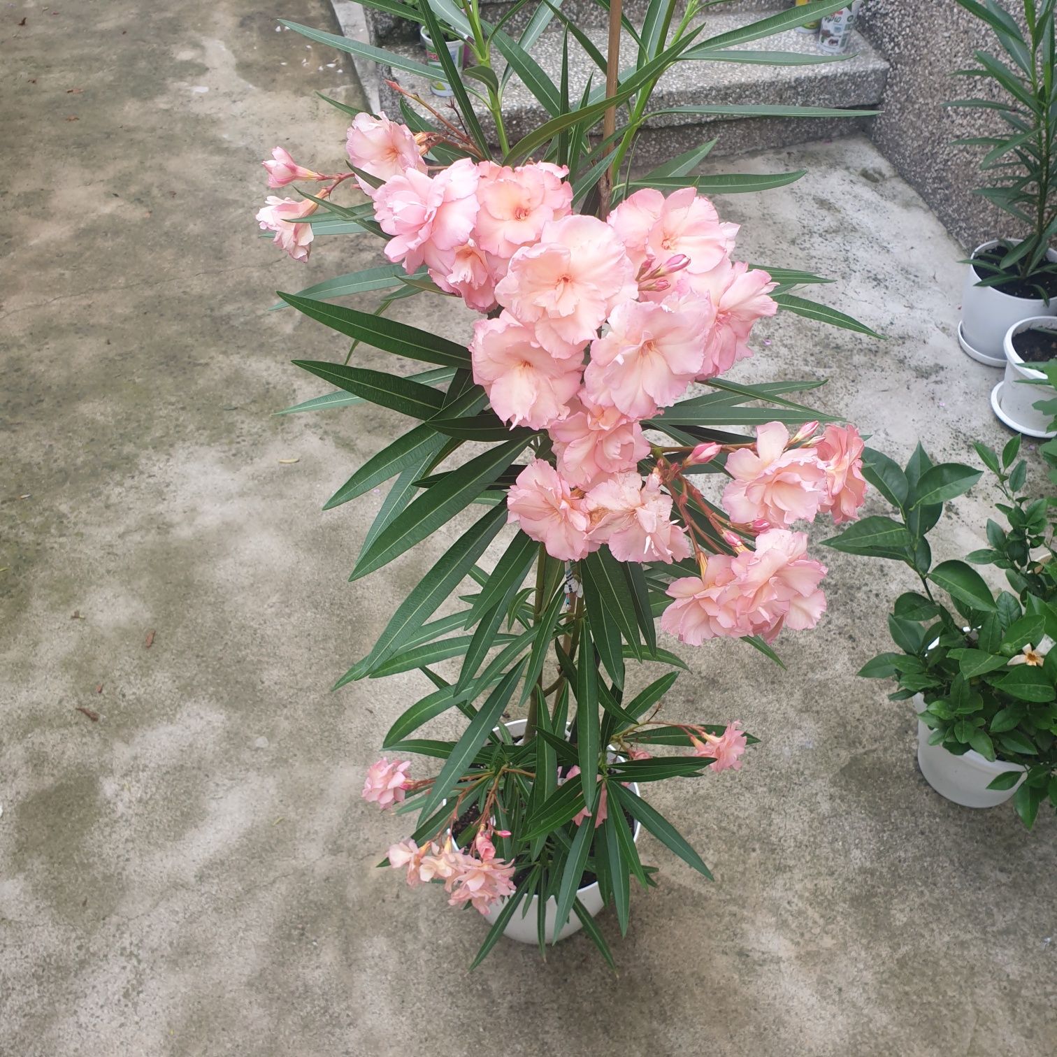 Зокум Лян / Nerium oleander,