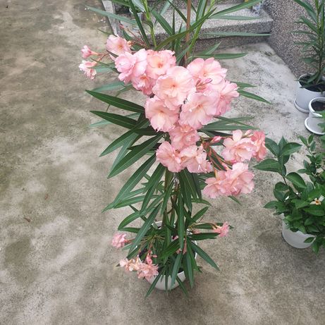 Зокум / Nerium oleander,