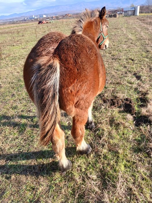 Vand un manz de 5 luni si unul de 6 luni