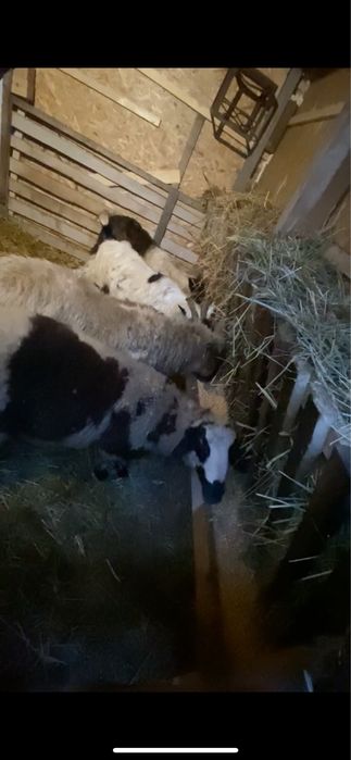 Vand 2 berbeci,2 capre+tap toate la pachet!