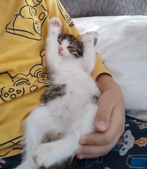 Pisicuța spre adopție